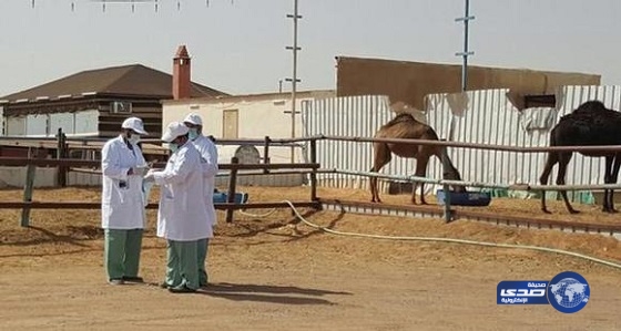 بالصور..أمانة الرياض تغلق سوق الإبل بالجنادرية بسبب”كورونا”