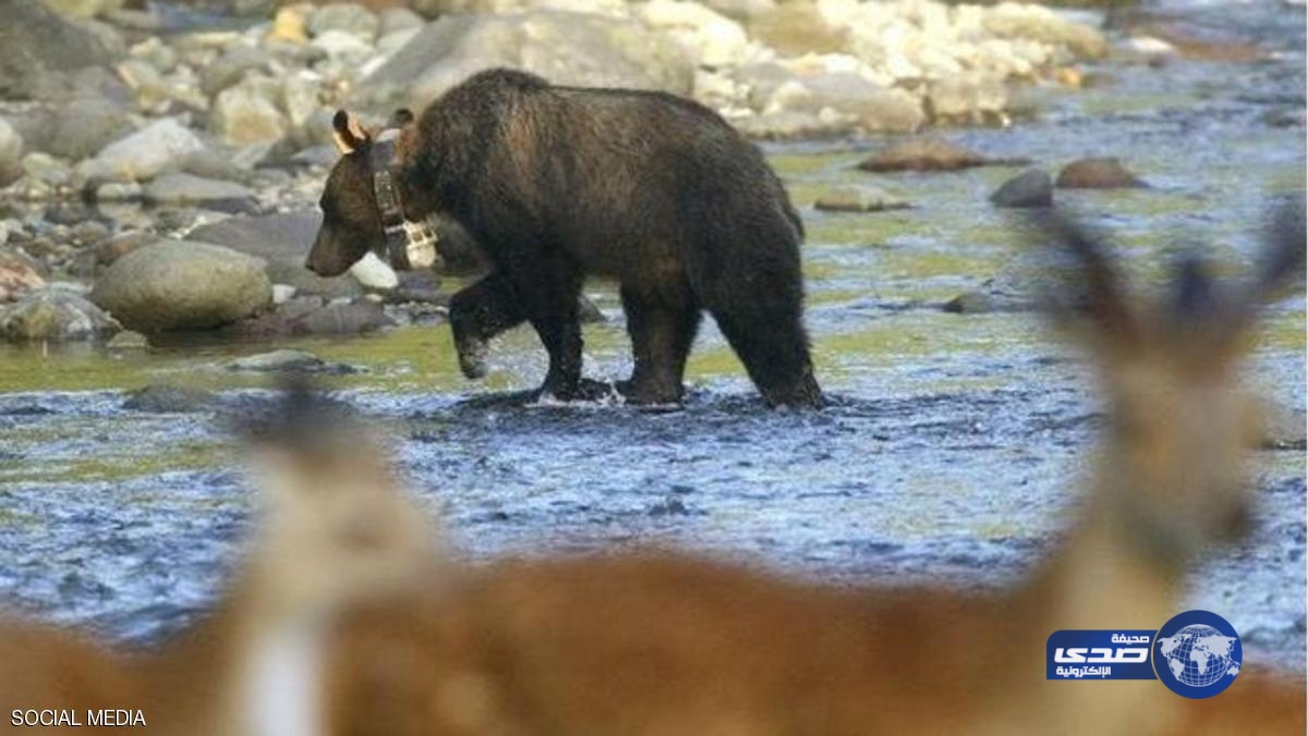 أسرة تترك طفلها في “غابة الدببة” عقاباً  له