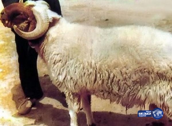 ليبي يذبح خروفين لنجاته من حادثة الطائرة المصرية