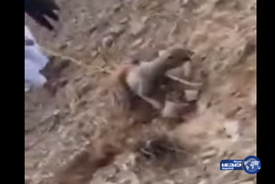 بالفيديو: أكثر من 10 شباب يحاولون اصطياد حيوان “الشيب” النادر