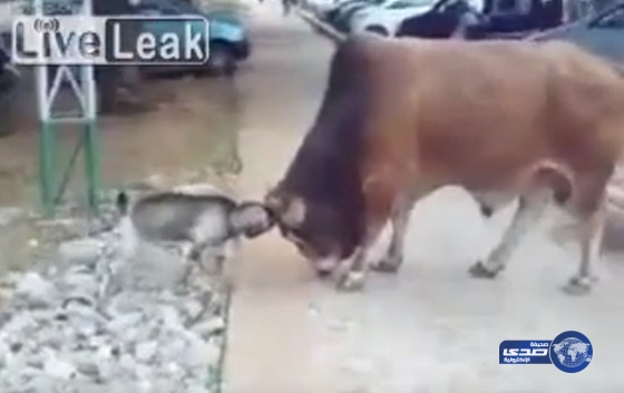 بالفيديو.. أغرب مشاجرة بين اثنين من الحيوانات تنتهي بشكل غير متوقع