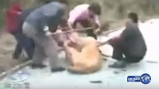 بالفيديو.. انقاذ فتاة من بين فكي الأسد