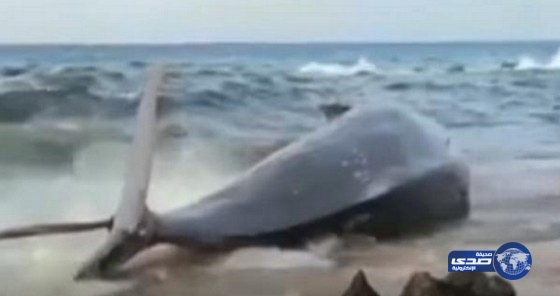 بالفيديو.. انتشال حوت نافق على أحد شواطئ بمصر
