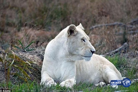 من أجل «السحر الأسود» .. قتل أسدين نادرين وبتر أعضائهما
