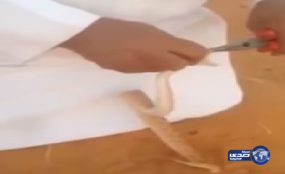 بالفيديو : مواطن يقتلع أسنان ثعبان بالبر ثم يلصق فمه بمادة لاصقة