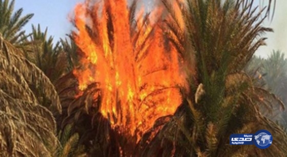 الدفاع المدني يباشر حريقاً اندلع في 3 مزارع غرب تيماء