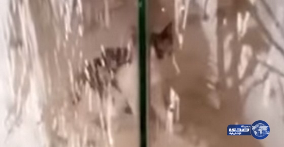 بالفيديو:انقاذ قطة محتجزة داخل محل رفض صاحبه فتحه لمدة 3 أشهر