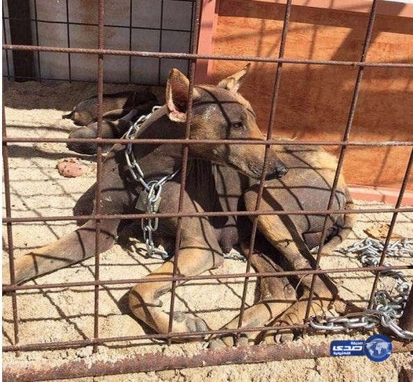 مواطنون يقبضون على حيوان الشيب المفترس شمال بريدة