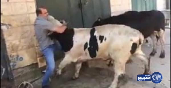 بالفيديو.. جزار يذبح 3 عجول بطريقة المصارعة الحرة