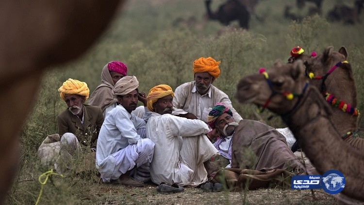 جمل يفتك بصاحبه من شدة الحر