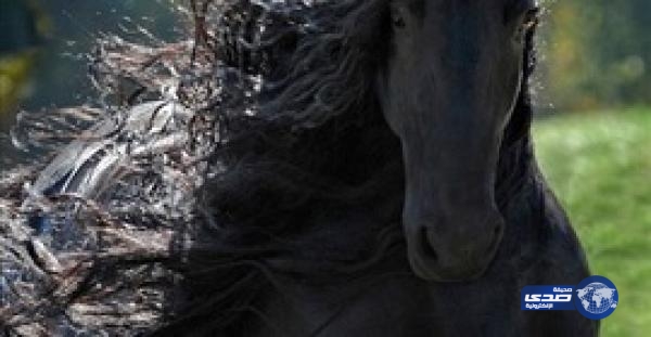 بالفيديو.. شاهد «فريدريك» أجمل حصان في العالم