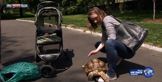 10 دولارات في الساعة أجرة لمرافقة سلحفاة في نزهة!