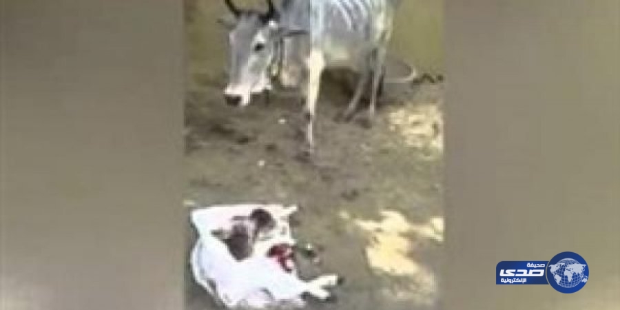 بالفيديو.. ولادة بقرة برأسين في الهند