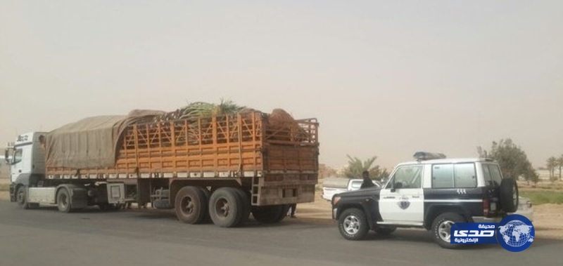 الزراعة: ضبط شاحنة تحمل نخيلاً مخالفاً لنظام الحجر الزراعي بالقصيم