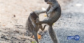 بالصور.. و على طريقة “بروسلي” سناجب في معركه حامية الوطيس