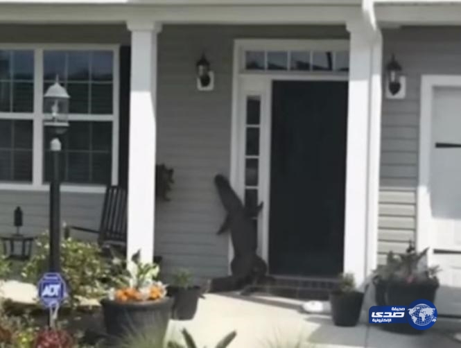 بالفيديو.. تمساح “مهذب” يرنّ الجرس