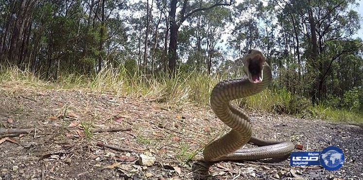 أفعى يمنية تنهي حياة القاتل الكويتي الشهير “رامبو”