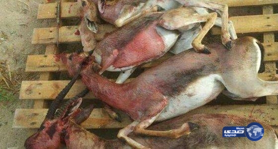 بالصور: الصيد الجائر يهدد غزلان “جزيرة فرسان” بالانقراض