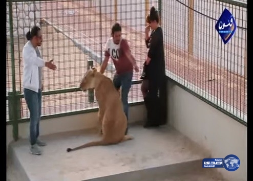 بالفيديو: لحظات رعب وصراخ.. أسدٌ يعضّ فنانة في برنامج مقالب