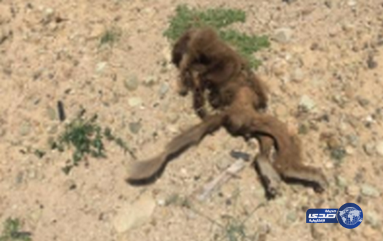 انقطاع التيار الكهربائي عن حديقة عامة في بلقرن بسبب قرد