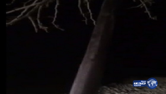 بالفيديو : ثعبان ضخم في تبالة (غرب بيشة )‎