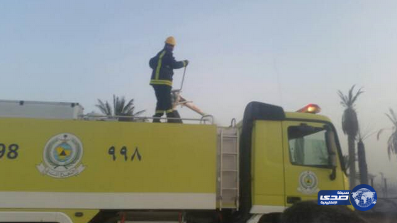 نفوق اكثر من سبعين رأساً من الأغنام في حريق بالجنينة‎