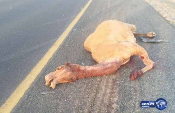 ناقة سائبة تقتل مواطنة في الكويت