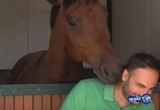 بالفيديو.. حصان يمنع مذيعا من أداء عمله