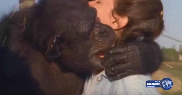 بالفيديو: لقاء عاطفي بين قرود شمبانزي وامرأة أنقذتها قبل 25 عاماً