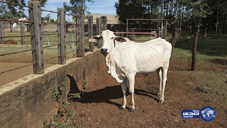 الهند: بول أبقار الجيرسي به عشر ميليغرامات من الذهب