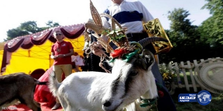 ملكة جمال الماعز في ليتوانيا تفوز بالكعك وكوبونات حلاقة