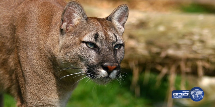 فيديو.. أم تنقذ ابنها من براثن أسد جبلي