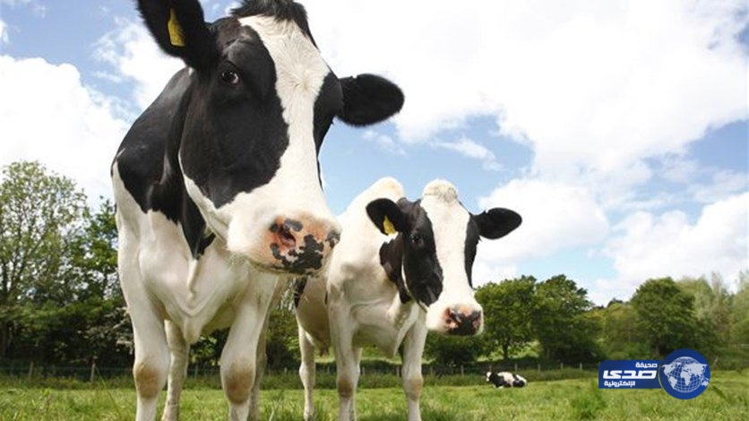 أبقار تساعد الشرطة في القبض على مطلوب