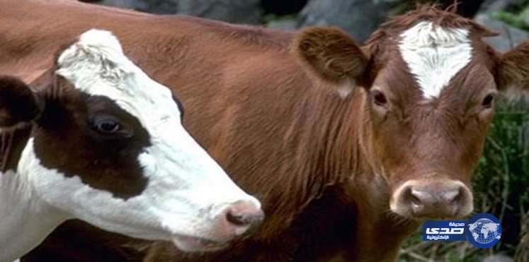 بالفيديو.. هكذا يعذبون الماشية في فيتنام قبل ذبحها