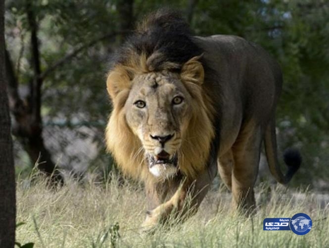 السجن مدى الحياة لأسود التهمت بشراً