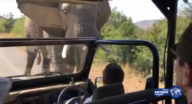 بالفيديو.. فيل غاضب يهاجم أرنولد!