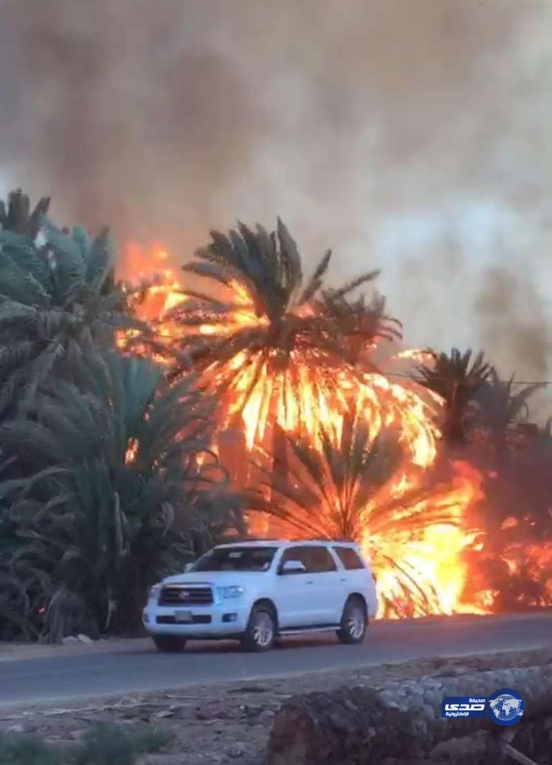 بالصور .. النيران تلتهم كميات كبيرة من نخيل الجوف