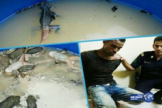 كشف تفاصيل ضبط  مصنع تصنيع خمور يُطهي فيه سحالي وفئران في عسير