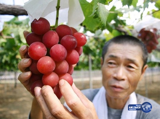 سعر خيالي لعنقود عنب!