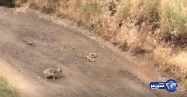 بالفيديو.. مشاجرة بين أرنب شجاع وثعبان شرس