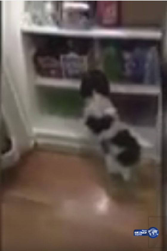 شاهد بالفيديو: كلبة تختبئ داخل الثلاجة خوفا من المفرقعات