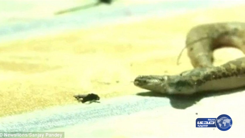 بالصوّر: أفعى برأسين تثير الرعب في الهند