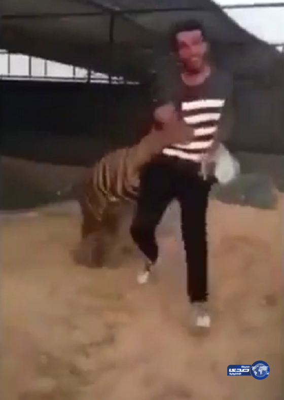 شاهد بالفيديو..نمر يعتدي على مواطن وينهش قدمه.. ومغردون:نتيجة طبيعية للهياط