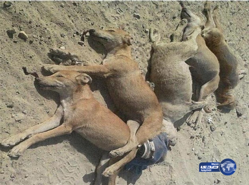 بالصور.. بلدية القطيف تنفذ حملة للقضاء على الكلاب الضالة
