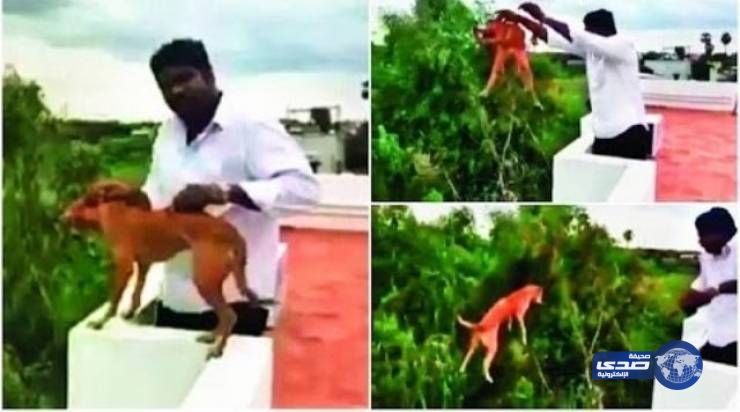 بالفيديو.. هذا الشّخص ألقى “كلباً” من مبنىً شاهق دون رحمة!