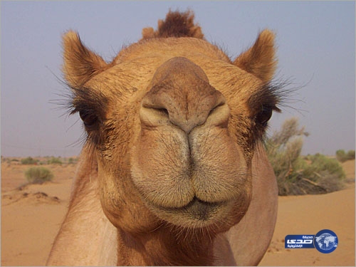 بالفيديو.. جمل يعاقب سيدة بسبب صراخها ­