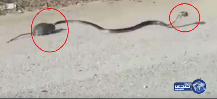 بالفيديو.. فأرة تنقذ صغيرها من فم ثعبان حاول التهامه
