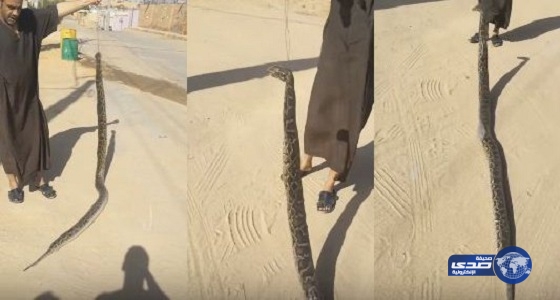 بالفيديو.. مواطن يقتل ثعبانا طوله ثلاثة أمتار بالقصيم