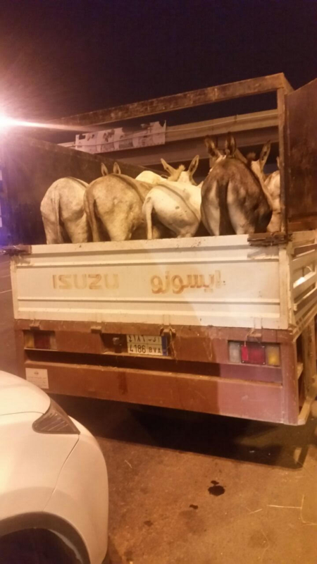 أمانة عسير تضبط 16 حماراً بصحبة مواطنين