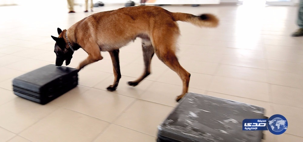دبي تدرب الكلاب البوليسية على استخدام التكنولوجيا للكشف عن القضايا المعقدة
